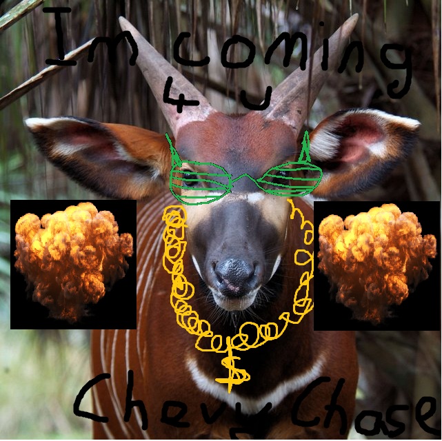 bongo.jpg